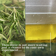 Why I also believe that Catnip Lotion can be as effective as Deet