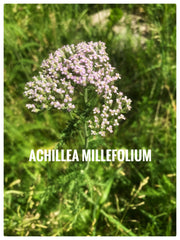 photo of a plant - Natural Unscented Tallow Balm with Wildcrafted Herbs - 2 Oz - Free of Seed Oils