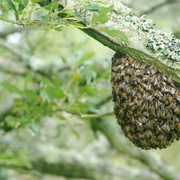 Bee Hive Lard Salve by The Fat Lady, natural topical remedy in a small jar with pine and bee hive ingredients.