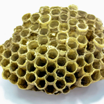 Pine resin and bee hive lard salve in a 1 oz jar, a natural topical remedy with herbal ingredients for skin soothing.