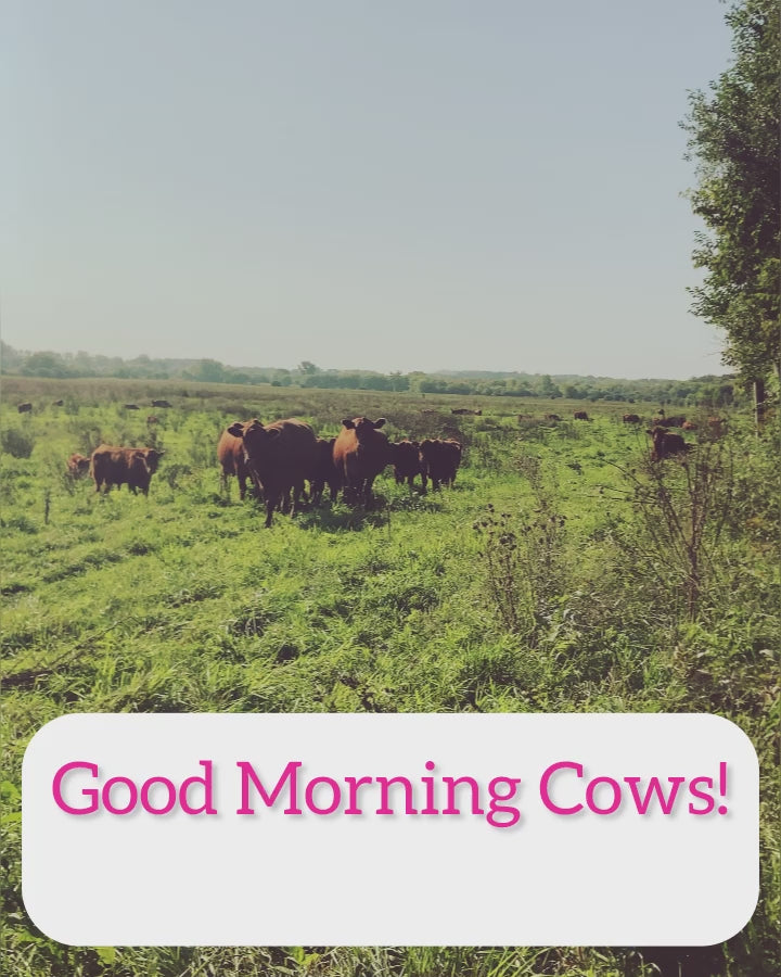 videos of a field with cows